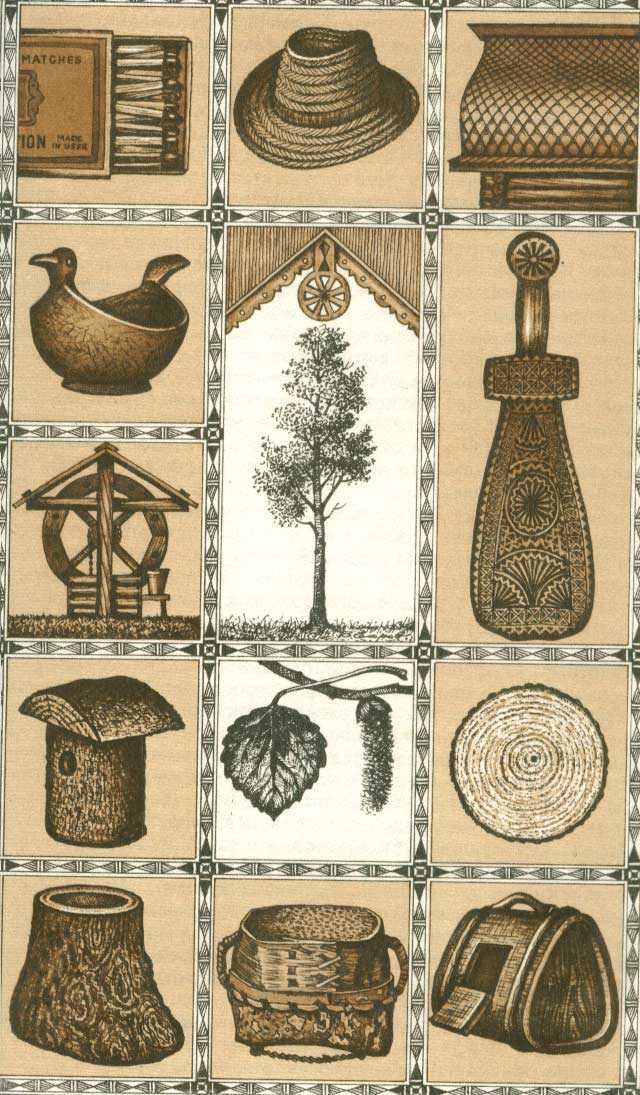 Дерево осина: как выглядит, лечебные свойства, кора, листья в народной медицине, применение, противопоказания