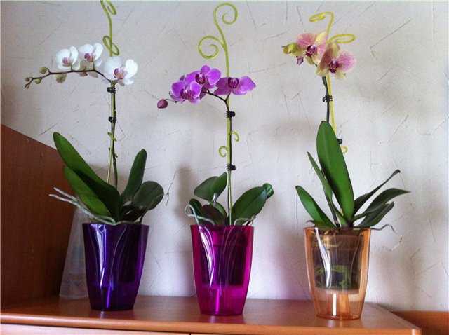 Как выбрать горшок для орхидеи – этот вопрос задают многие цветоводы Эту задачу легко решить, зная о том, из какого материала должна быть посуда и какой размер
