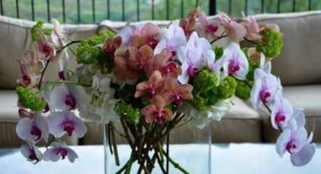 Как выбрать орхидею: полезные советы
