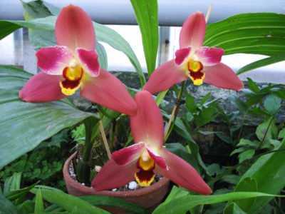 Орхидея ликаста: фото и уход в домашних условиях