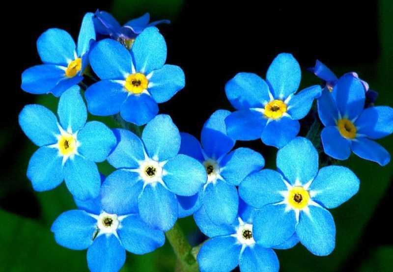Незабудка(цветок): фото, описание и виды растения
