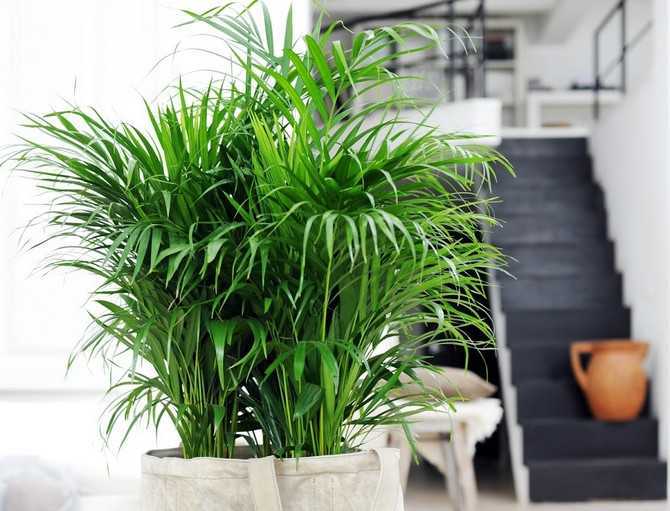 Уход за пальмой арека в домашних условиях: как посадить цветок areca palm