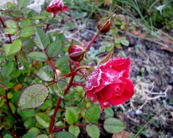 Уход за розами осенью подготовка к зиме