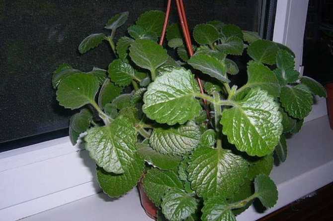 Выращивание плектрантуса комнатной мяты: как посадить, ухаживать, удобрять, размножать