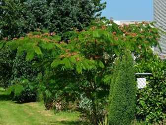 Альбиция — экзотическое дерево, которое можно вырастить в наших садах