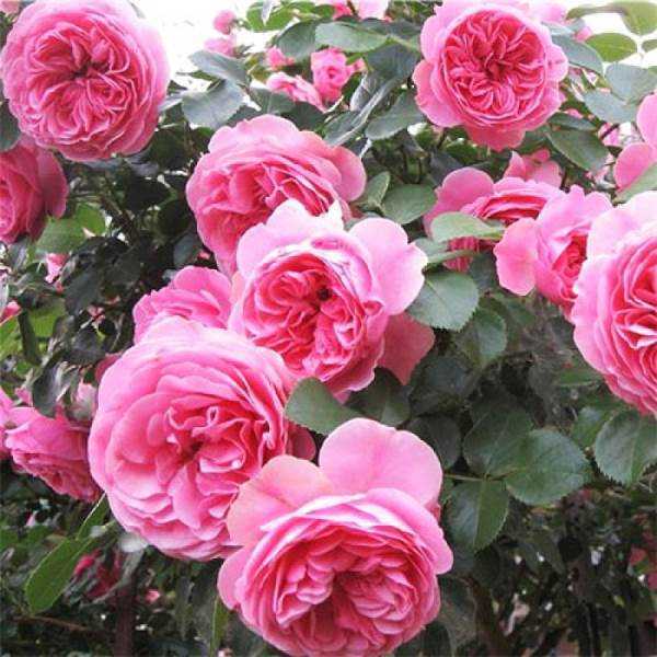 Роза Самба обладает всеми достоинствами сортов флорибунда: обильное, яркое цветение в течение всего лета, не высокая требовательность к уходу, устойчивость к