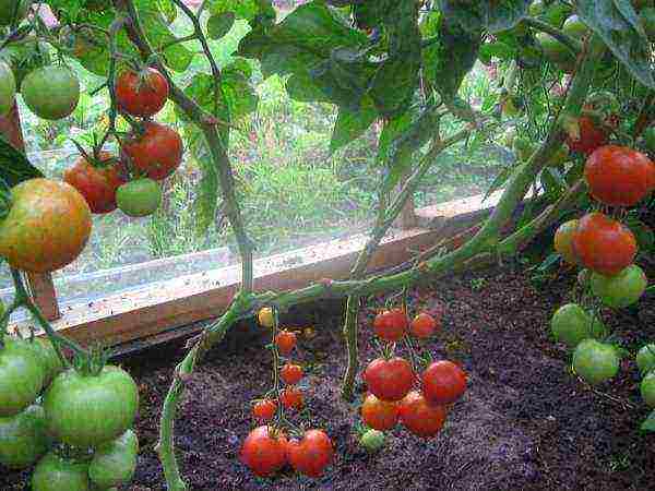 Как получить большой урожай помидоров черри в домашних условиях на подоконнике или балконе? советы хозяйкам