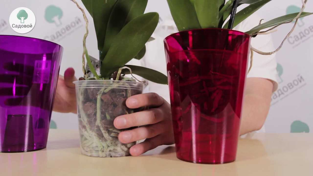 Как правильно выбрать горшок для орхидеи - практические рекомендации