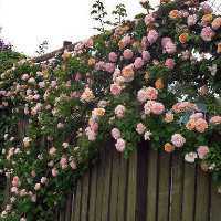 Роза плетистая: выращивание и уход в открытом грунте. | растюнька
