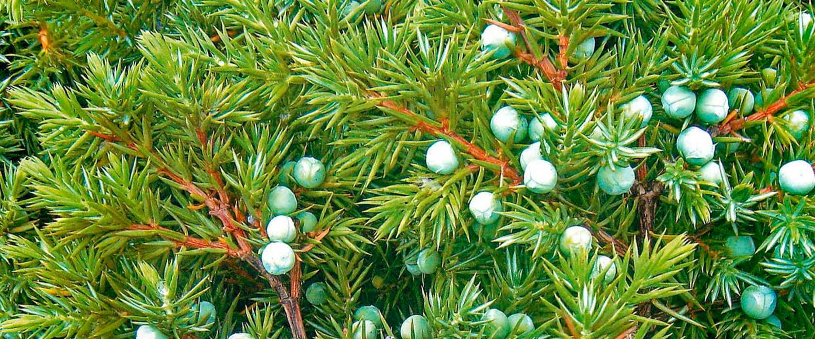 Можжевельник скальный (Juniperus scopulorum) является частью рода можжевельник, который относится к семейству кипарисовые В природе такое растение можно повстречать в Канаде