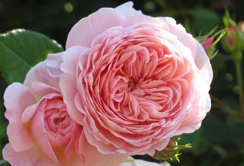 Роза шарлотта энциклопедия роз