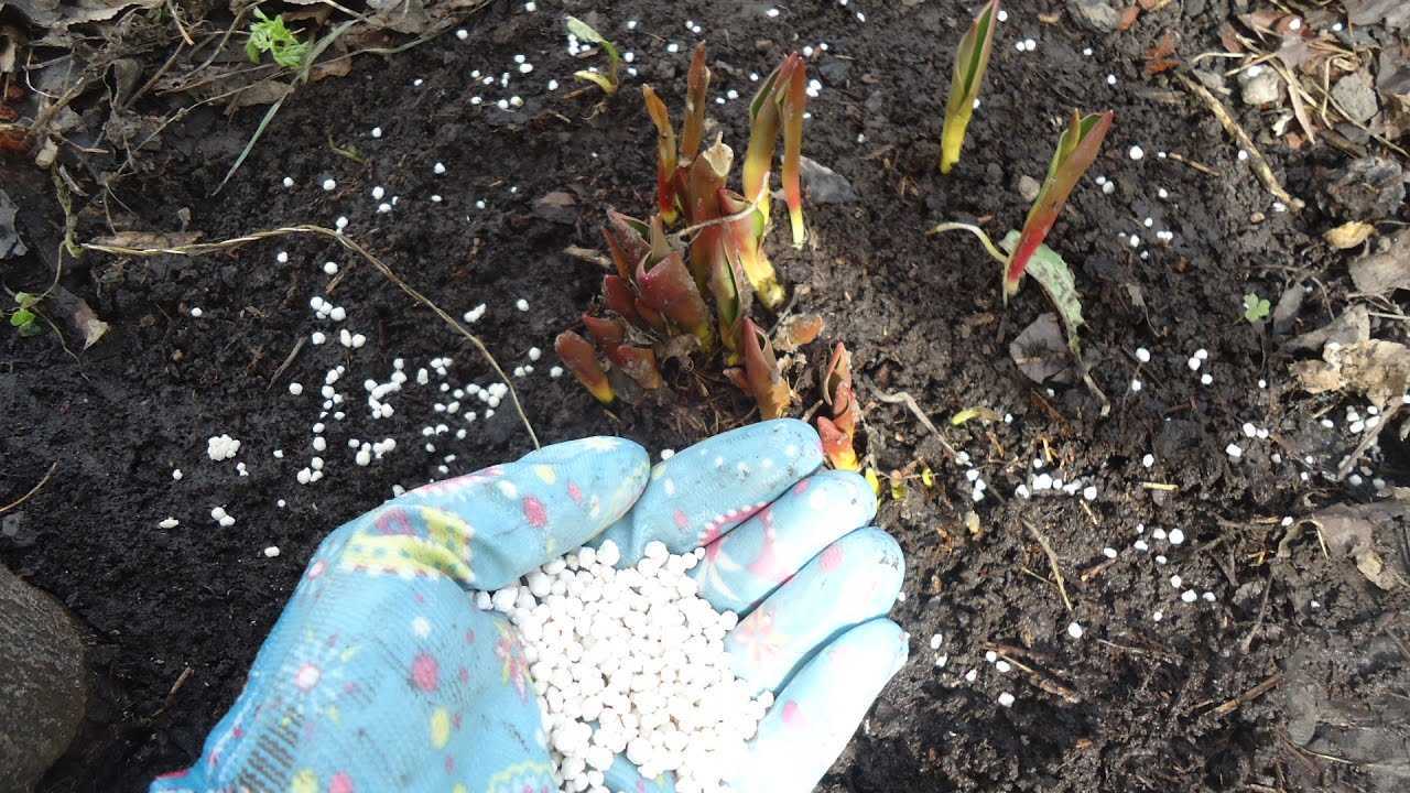 Чем подкормить тюльпаны весной и после цветения – дачные дела