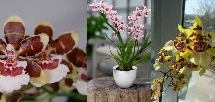 Орхидея камбрия: уход в домашних условиях, особенности выращивания гибридной разновидности «тропической красавицы»