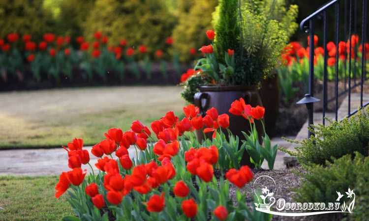 Тюльпаны: посадка и уход в открытом грунте после и до цветения, когда высаживать?