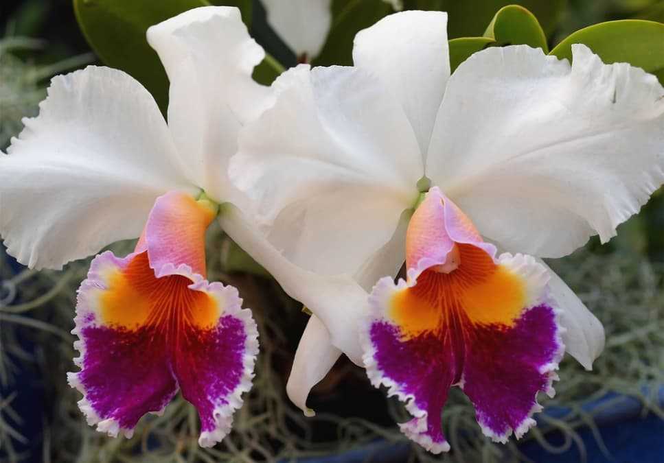 Орхидея каттлея (53 фото): сорта цветка, посадка и уход в домашних условиях, размножение, пересадка