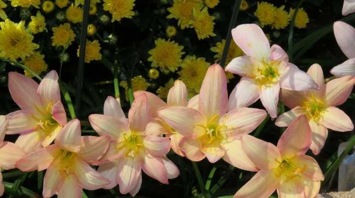 Цветок кливия — уход в домашних условиях и выращивание