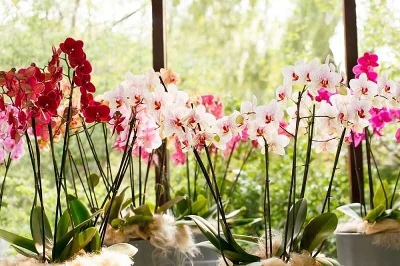 Удобрение для орхидеи фаленопсис: когда и чем подкармливать растение до, после и во время цветения, как правильно это делать в домашних условиях? selo.guru — интернет портал о сельском хозяйстве