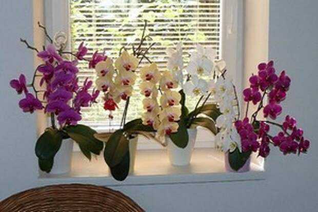 Выращивание орхидей в домашних условиях - советы профессионала | сайт о саде, даче и комнатных растениях.