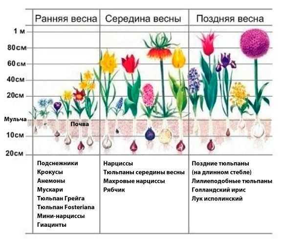 Чем лучше подкормить тюльпаны весной для лучшего роста и цветения