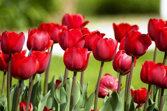 Когда выкапывать тюльпаны после цветения: сроки и особенности хранения