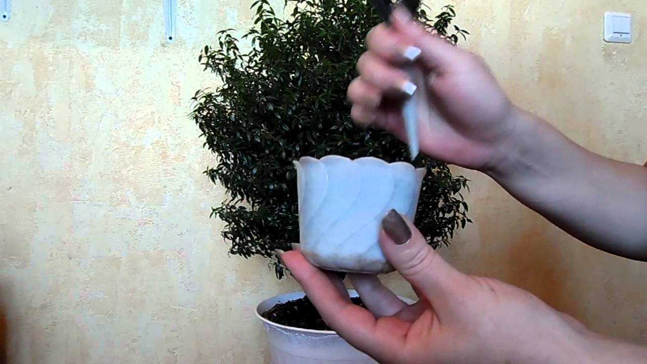 Мирт (myrtus) — выращивание, уход, размножение. | floplants. о комнатных растениях