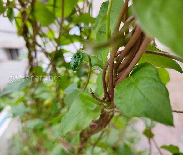 Анредера: уход и выращивание лианы в домашних условиях, фото, особенности вида selo.guru — интернет портал о сельском хозяйстве