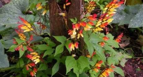 Домашний цветок каланхоэ: фото, описание растения, уход в домашних условиях и лечебные свойства каланхоэ