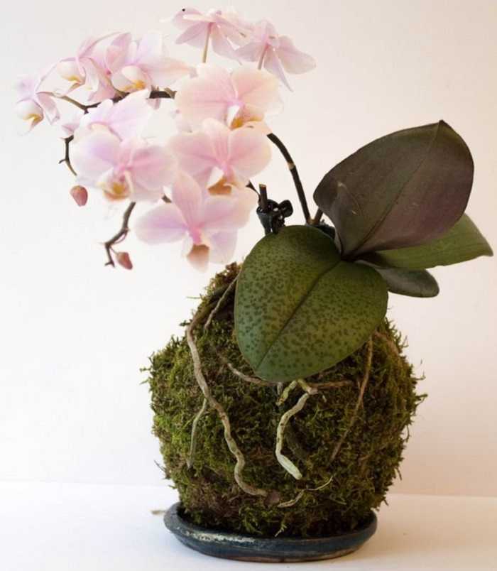Орхидея фаленопсис: уход в домашних условиях, пересадка, размножение и правила пересадки - sadovnikam.ru