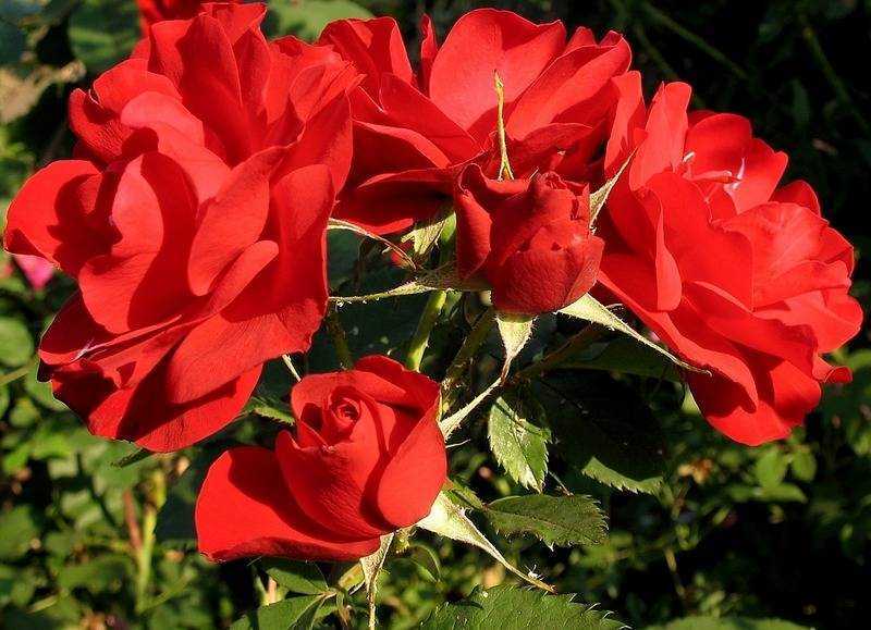 Роза флорибунда: популярные виды и сорта с описанием и фото, рекомендации по уходу и размножению в открытом грунте