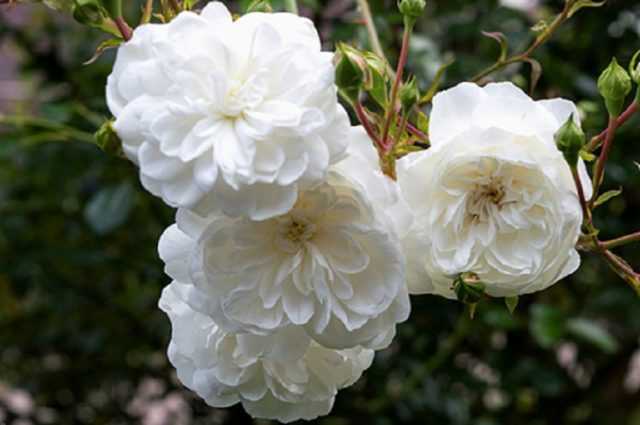 Почвопокровная роза «фейри»: описание сорта, фото и отзывы