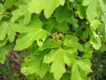 Такое дерево, как клен остролистный (Acer platanoides), либо клен платанолистный, либо клен платановидный, является видом клена, который часто встречается на территории Европы и Западной Азии
