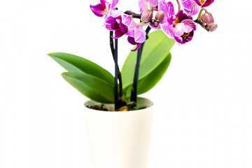 Орхидея камбрия: правила пересадки, болезни, уход в домашних условиях. советы для начинающих цветоводов
