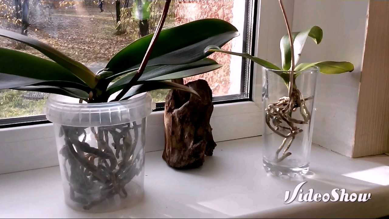 Брассия - уход за орхидеей в домашних условиях, пересадка, размножение