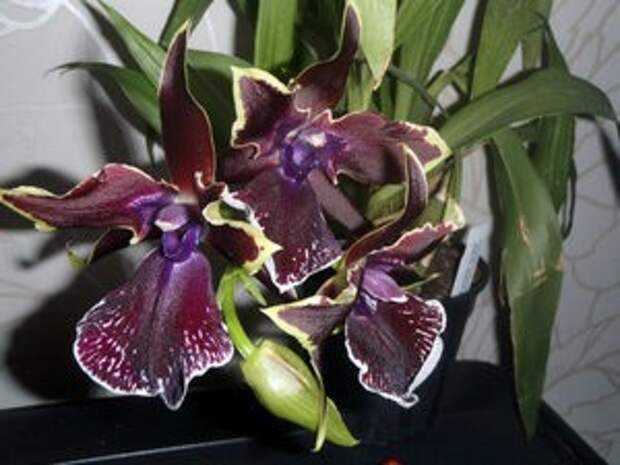 Драгоценная орхидея лудизия: уход в домашних условиях с фото
