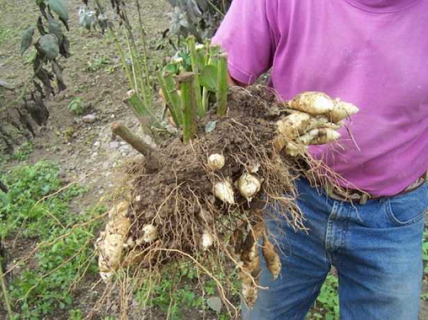 Как просто вырастить большой урожай топинамбура на своём участке