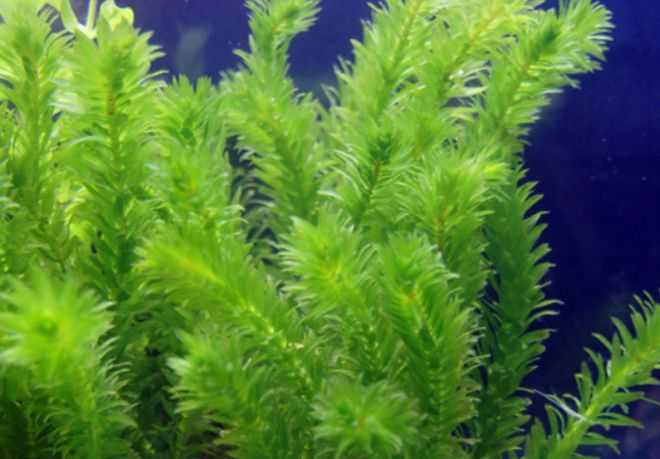 Элодея — одно из самых неприхотливых аквариумных растений Оно выносливо, отлично размножается, украшает аквариум и приносит немалую пользу его обитателям