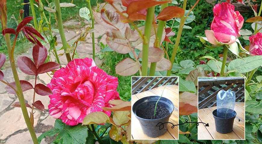 Как выращивать розы на даче - с фото