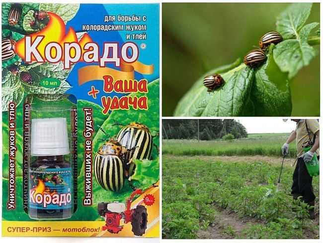 Как разводить «корадо» от колорадского жука: инструкция, отзывы