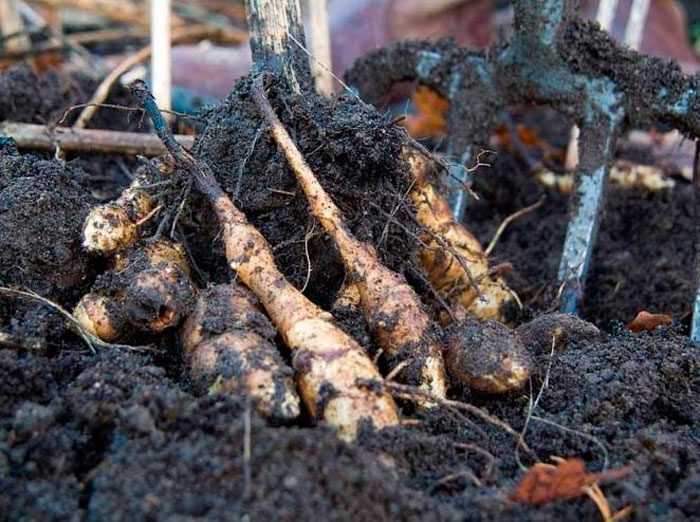 Топинамбур или земляная груша: особенности выращивания клубненосной культуры