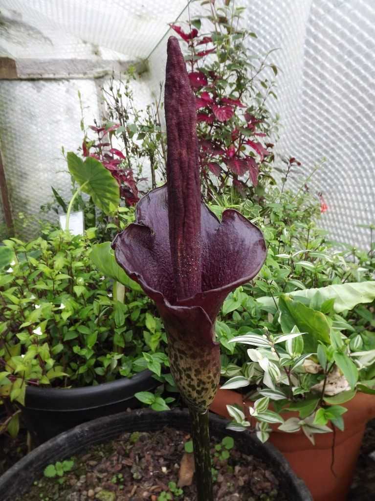 Самый большой цветок в мире аморфофаллус титанический