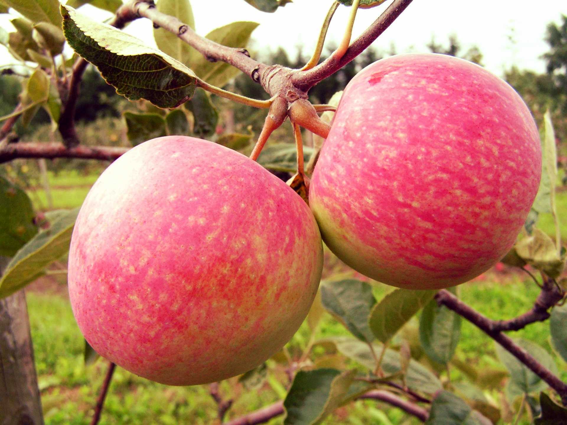 Карликовые яблони: посадка и уход, обрезка, подготовка к зиме