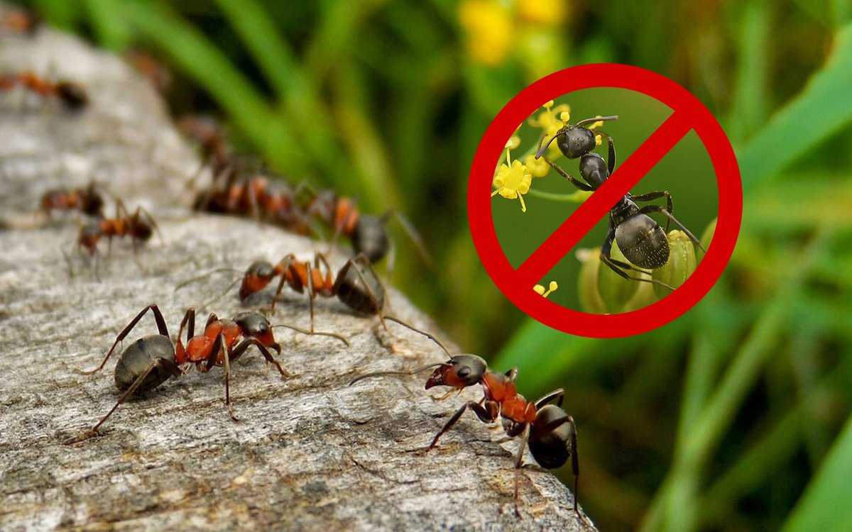 Мурацид — концентрированный препарат, используется для уничтожения муравейников на огородах, в садах и в деревянных домах Избавляет от муравьев с первого