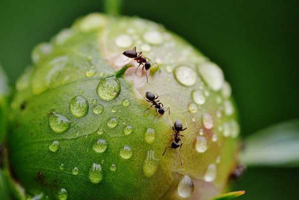 Как избавиться от муравьев на пионах: народные способы и химия для обработки