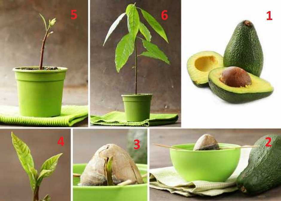 Авокадо из косточки в домашних условиях выращивание и уход фото видео