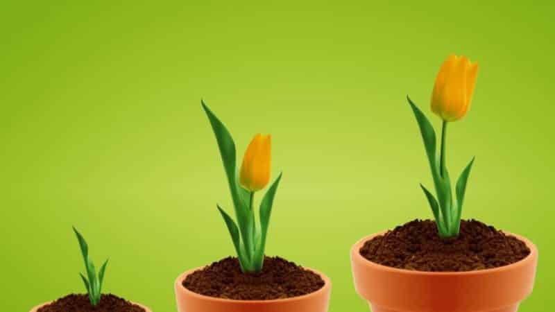 Тюльпаны: посадка и уход в открытом грунте — лучшие советы!