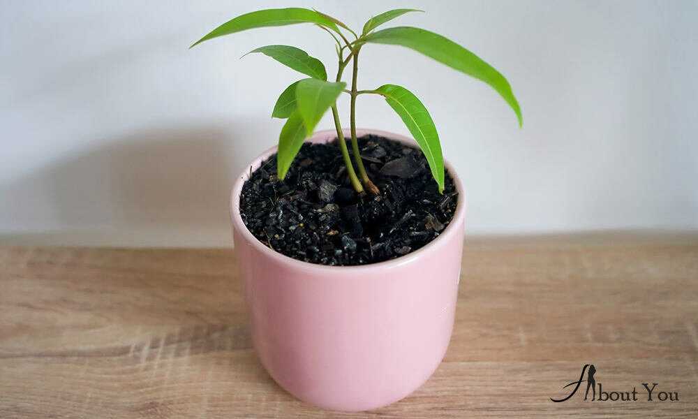 Как вырастить манго из косточки — посадка и проращивание в домашних условиях