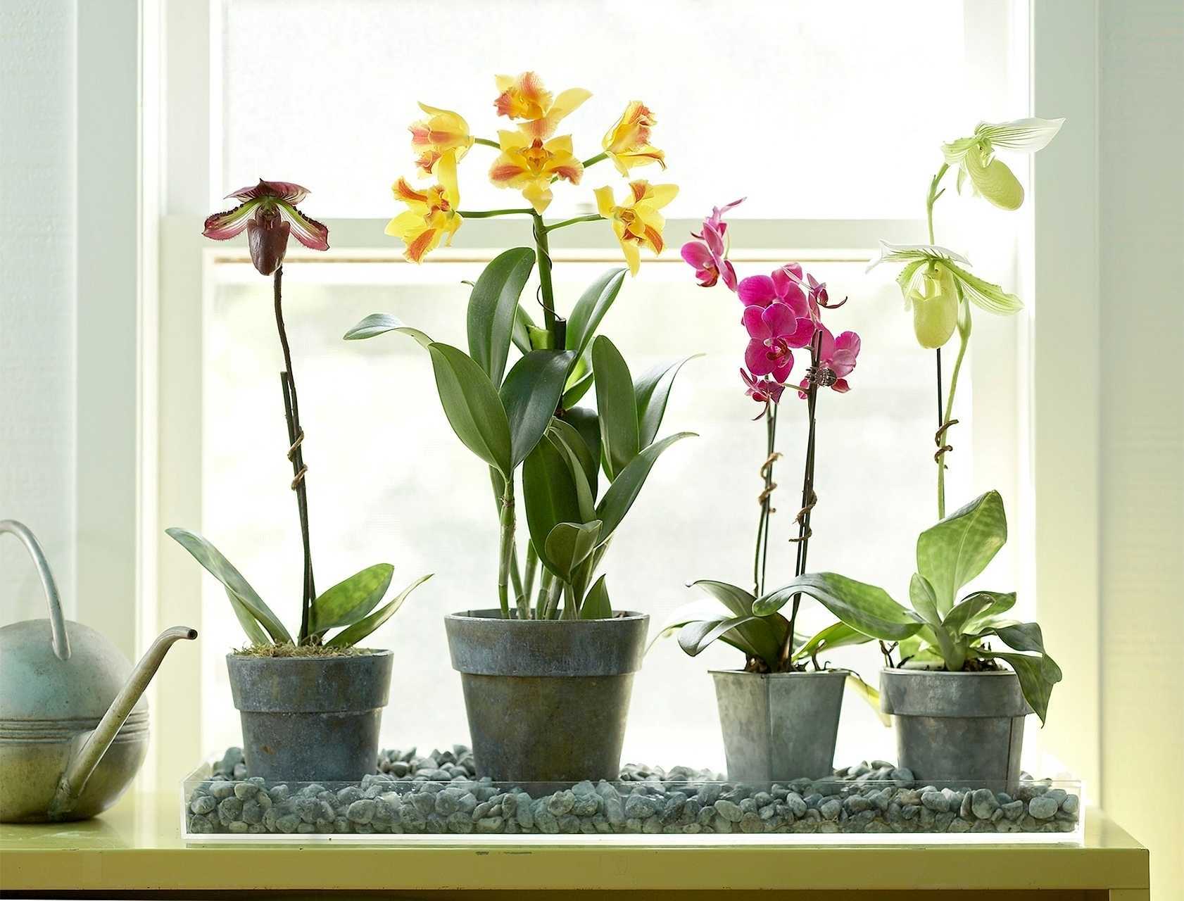 Способы полива орхидей: методом погружения, в закрытой системе и в коре, а также пошаговая инструкция по увлажнению selo.guru — интернет портал о сельском хозяйстве