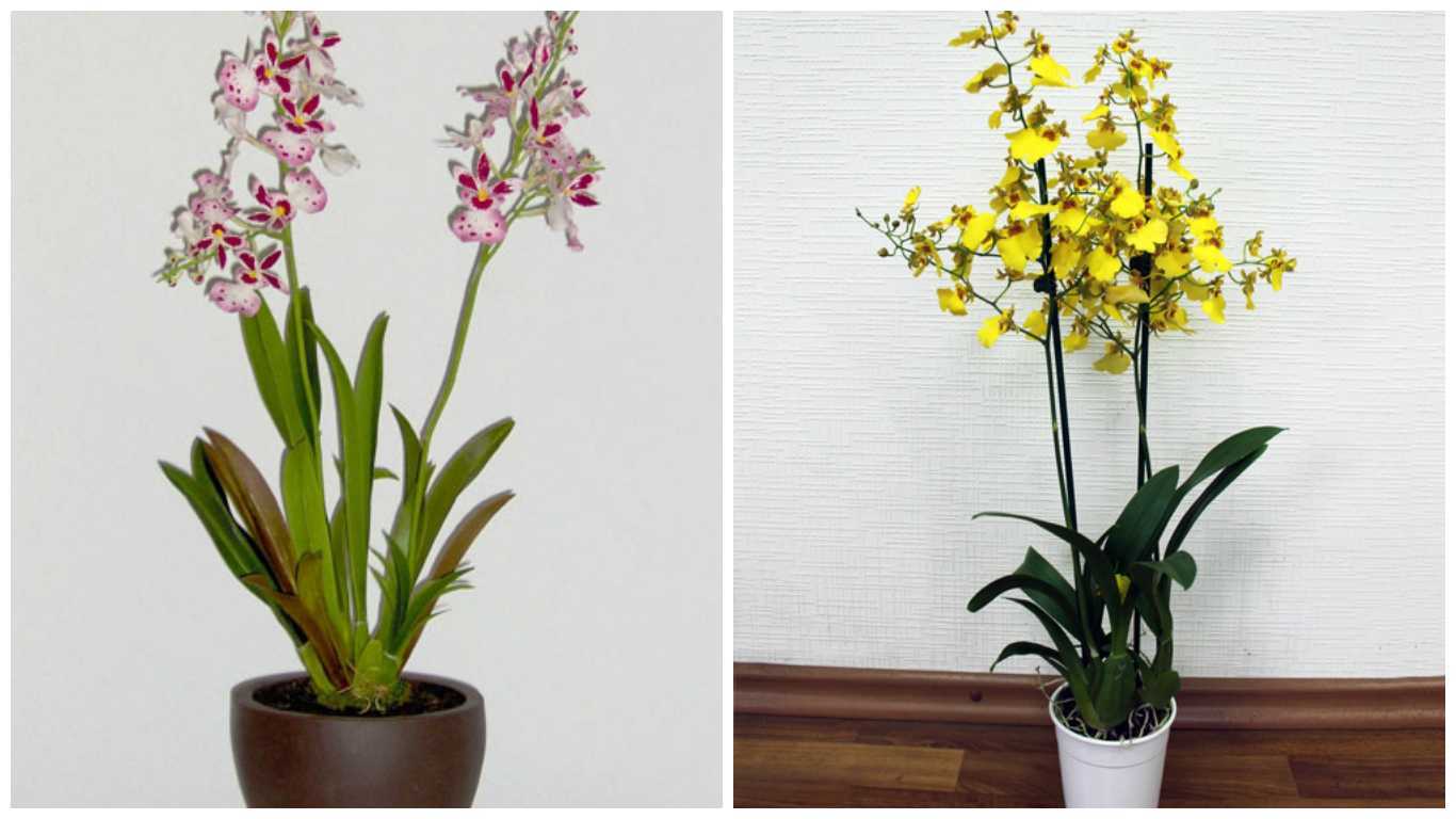 Орхидея онцидиум: уход в домашних условиях, залог цветения - правильный полив