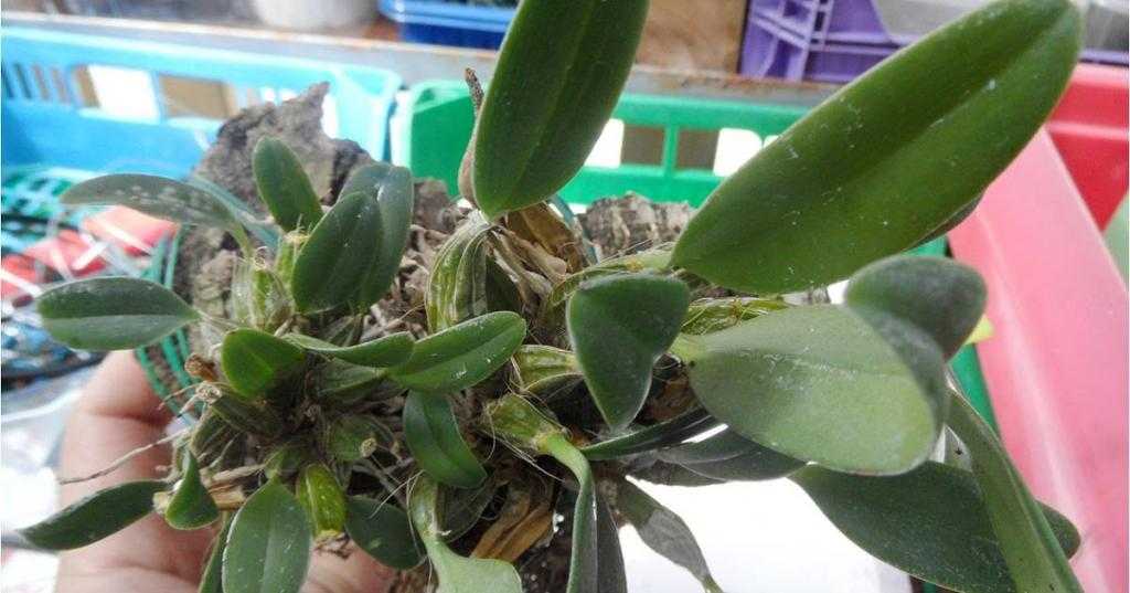 Болезни орхидей фаленопсис: как вылечить гниль и бактериальные заболевания цветка, способы лечения от вредителей, почему листья и корни могут заболеть?