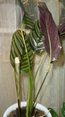 Почему сохнут кончики листьев у комнатных растений:описание,фото